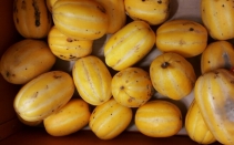 ��ȸ�������� Ǫ�峪��